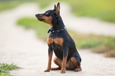 Alan arka plan üzerinde oturan küçük siyah köpek