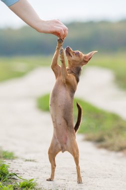 Küçük köpek arka ayakları üzerinde duruyor