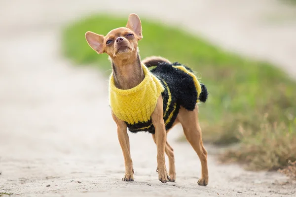 Cão pequeno em roupas fica no fundo do campo verde — Fotografia de Stock