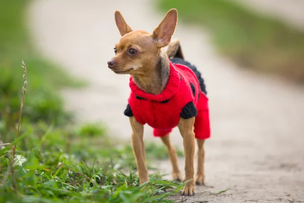 Pequeno cão vermelho raça brinquedo terrier em uma peça de vestuário de malha fica no fundo do campo verde — Fotografia de Stock