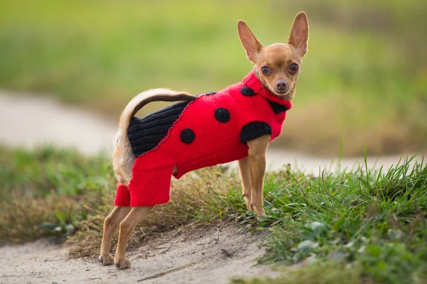 Pequeno cão vermelho raça brinquedo terrier em uma peça de vestuário de malha fica no fundo do campo verde — Fotografia de Stock