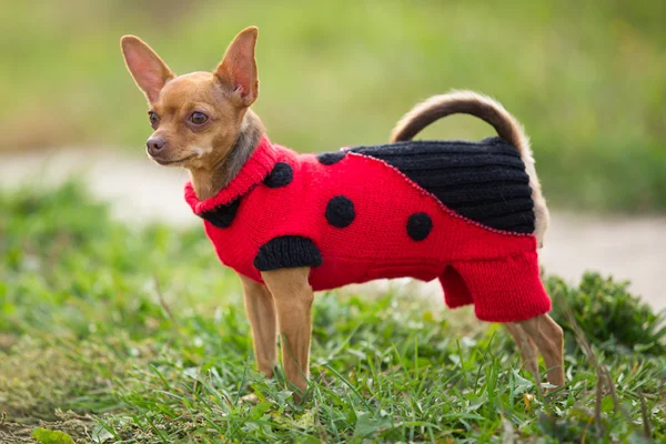 Küçük kırmızı köpek doğurmak oyuncak korkunç bir örgü giysi içinde yeşil alan arka plan üzerinde duruyor