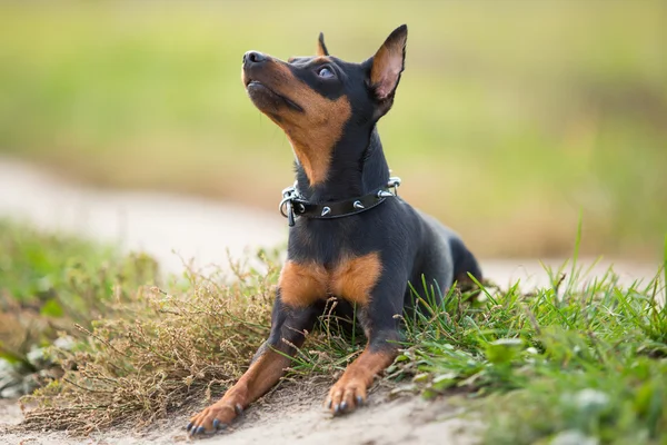 Pequeno cão preto deitado no campo — Fotografia de Stock