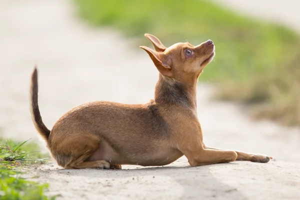 O cãozinho deitado no campo e à espera da equipa anfitriã — Fotografia de Stock