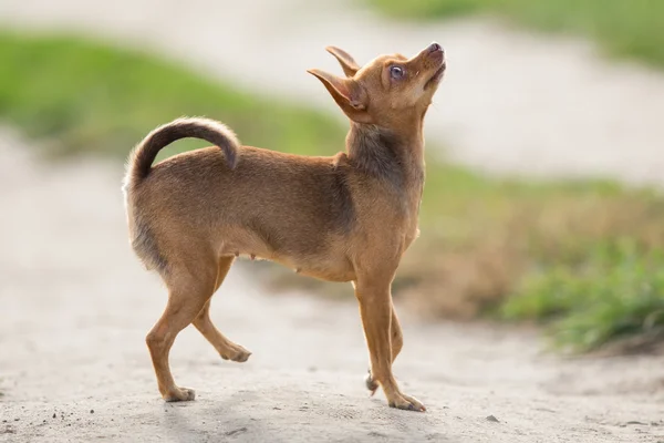Piccolo cane razza giocattolo terrier guardando verso l'alto — Foto Stock