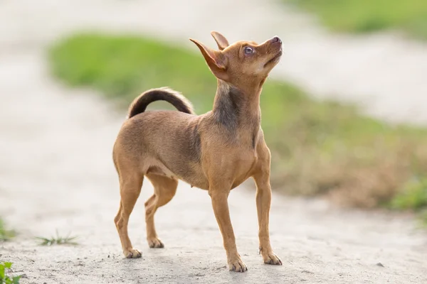 Piccolo cane razza giocattolo terrier guardando verso l'alto — Foto Stock