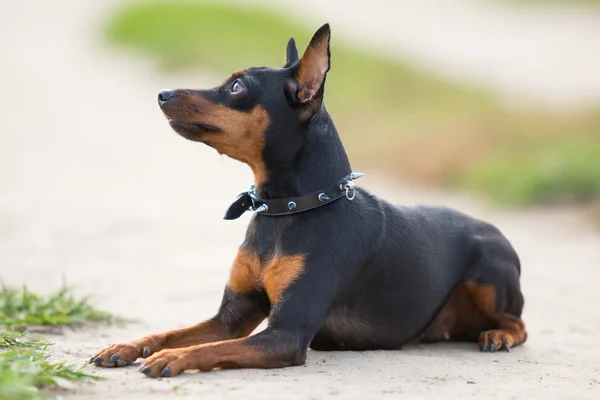 フィールドの上に横たわる小さな黒い犬 — ストック写真