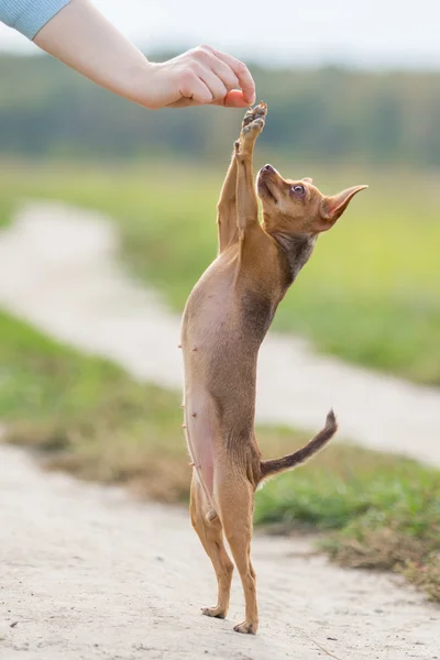 küçük köpek arka ayakları üzerinde duruyor