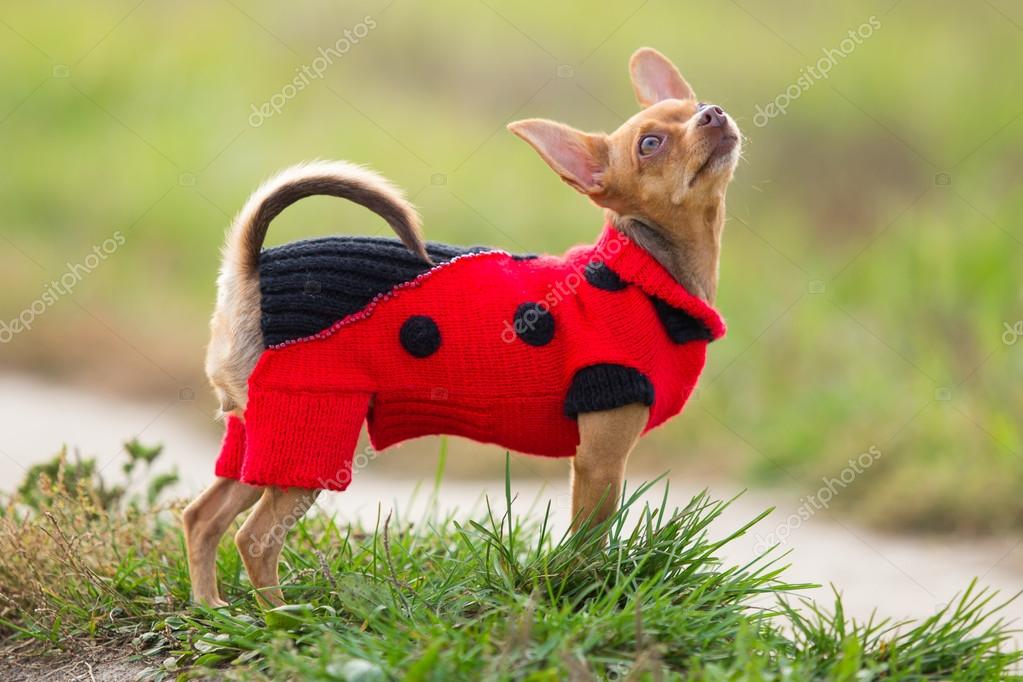 Terrier De Le Jouet Race De Petit Chien Rouge Dans Un