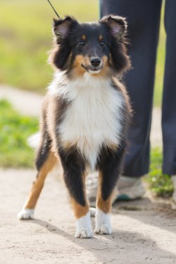 Yeşil alanın arka planında duran Sheltie köpeği