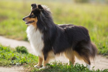 Yeşil alanın arka planında duran Sheltie köpeği