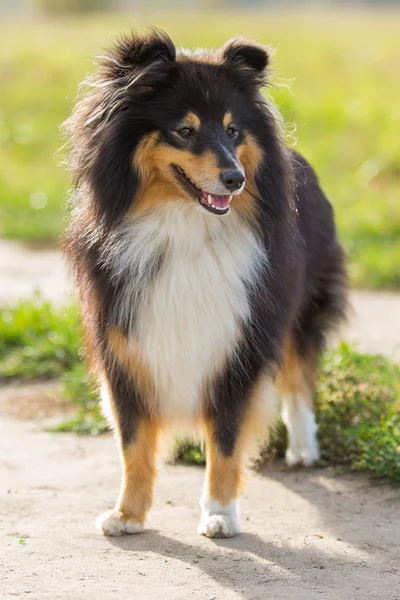 Sheltie hund står på bakgrunden av grönt fält — Stockfoto