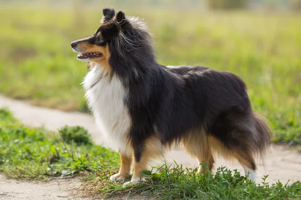 Yeşil alanın arka planında duran Sheltie köpeği