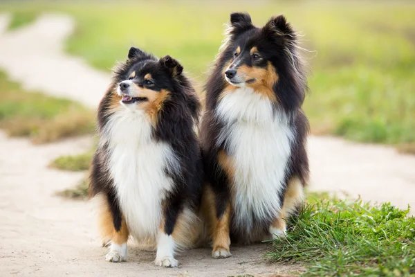 İki sığınak köpek doğurmak yeşil alan arka planda oturan siyah