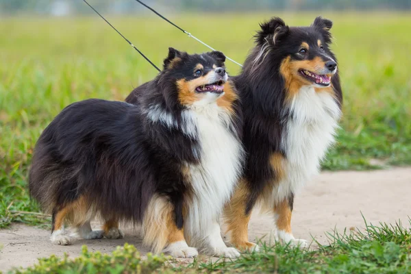 Dois preto Sheltie raça cão de pé no fundo do campo verde — Fotografia de Stock