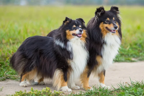 Dois preto Sheltie raça cão de pé no fundo do campo verde — Fotografia de Stock