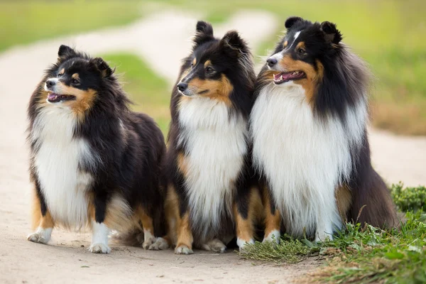 Trzy czarne Sheltie pies rasa siedzi w tle zielone pola — Zdjęcie stockowe