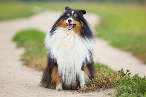 Sheltie pies rasa siedzi w tle zielone pola — Zdjęcie stockowe