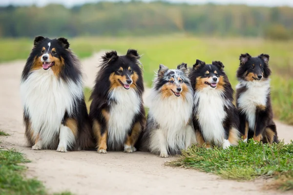 Yeşil alan arka planda oturan beş sığınak köpek doğurmak