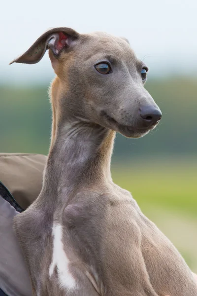 Portret van een ras van de hond Greyhound — Stockfoto