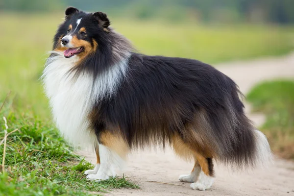 Yeşil alanın arka planında duran Sheltie köpeği