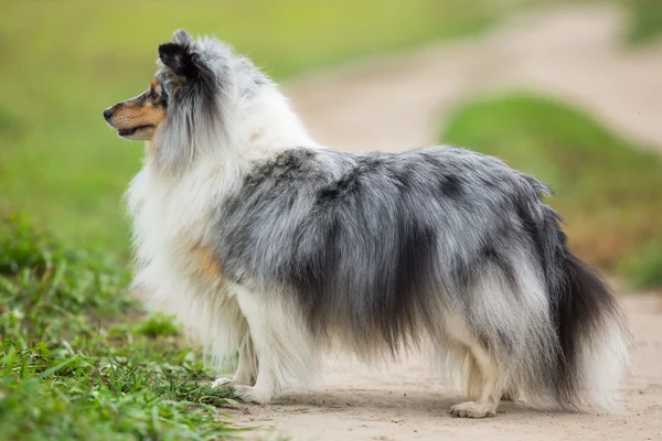 Sheltie cão de pé no fundo do campo verde — Fotografia de Stock