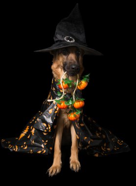 German shepherd sitting in a raincoat and hat Halloween pumpkin