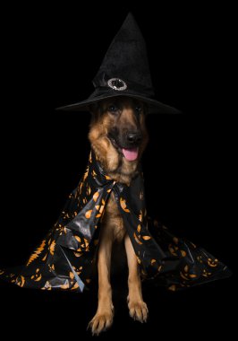 Alman çoban bir siyah arka plan üzerine oturan şapkalı