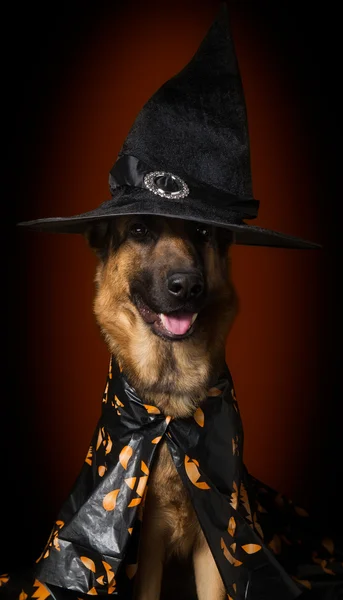 Pastor alemão sentado em chapéu de Halloween e capa — Fotografia de Stock