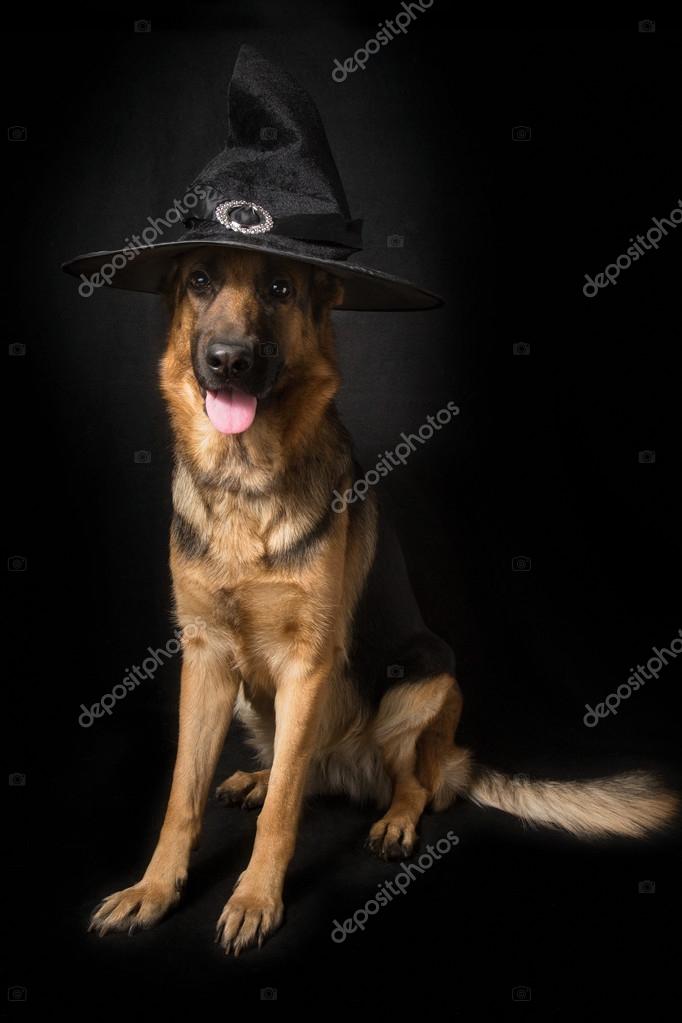 German Shepherd In The Hat Sitting On A Black Background Stock