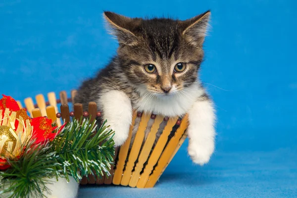Gatinho sentado em uma cesta em um fundo azul Natal — Fotografia de Stock