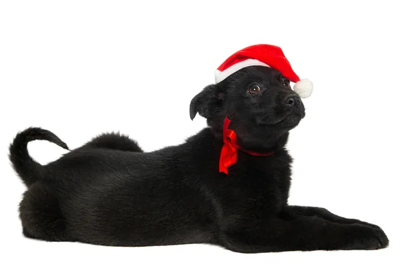 İzole arka plan üzerinde yalan Noel Baba şapkası, siyah köpek yavrusu