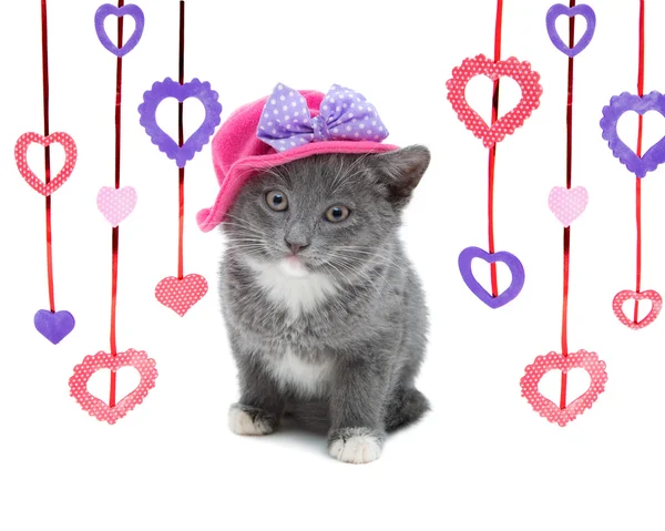 Gri kedi izole bir beyaz arka plan üzerinde oturan pembe şapkalı. Sevgililer günü
