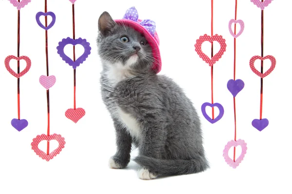 Gri kedi izole bir beyaz arka plan üzerinde oturan pembe şapkalı. Sevgililer günü