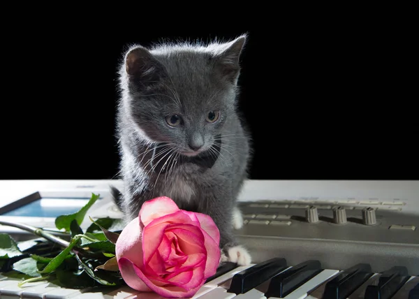 Kitten sitting on piano keys with a flower on a black background