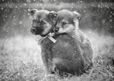İki evsiz köpek yavrusu yerde oturuyor. Kar yağışı
