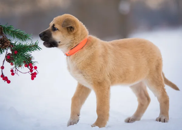 Bir Noel ağacı dalı ile karda kış aylarında kırmızı köpek yavrusu uyur
