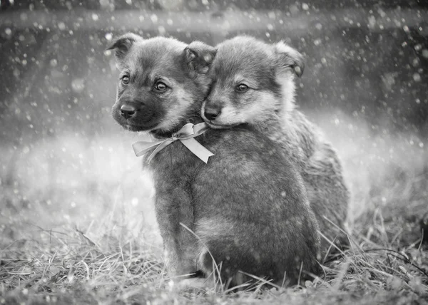 İki evsiz köpek yavrusu yerde oturuyor. Kar yağışı