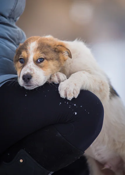 Üzgün köpek yavrusu pençeleri sahip dizlerinin üzerine koymak