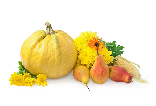 Dýně, kukuřice, hrušky a chryzantémy na bílém pozadí. t — Stock fotografie
