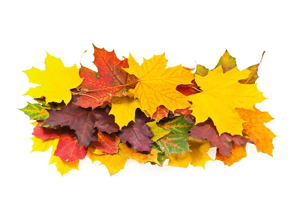Hojas de arce de otoño brillante sobre un fondo blanco . —  Fotos de Stock
