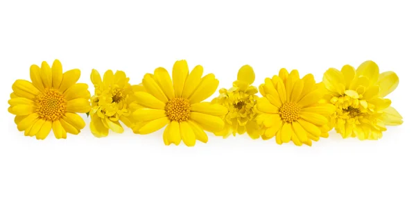 Flores amarelas crisântemo em uma fileira em um fundo branco . — Fotografia de Stock