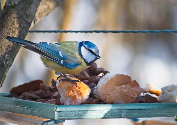 Songbird Blue Tit sur mangeoire à oiseaux dans le parc . — Photo