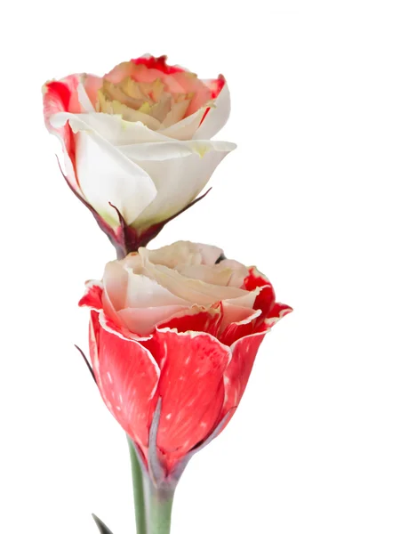 Hermosas flores rojas y blancas Eustoma aislado en blanco . —  Fotos de Stock