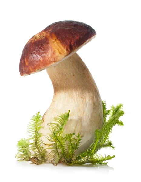 흰색 배경에 boletus 새싹 — 스톡 사진