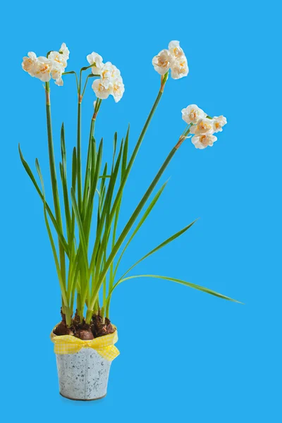 Double white daffodils in a flower pot on a blue background. — Stock Photo, Image