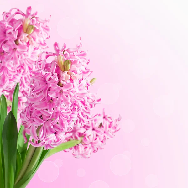 Roze hyacinten op onscherpe achtergrond met bokeh. Voorjaar kaart wit — Stockfoto