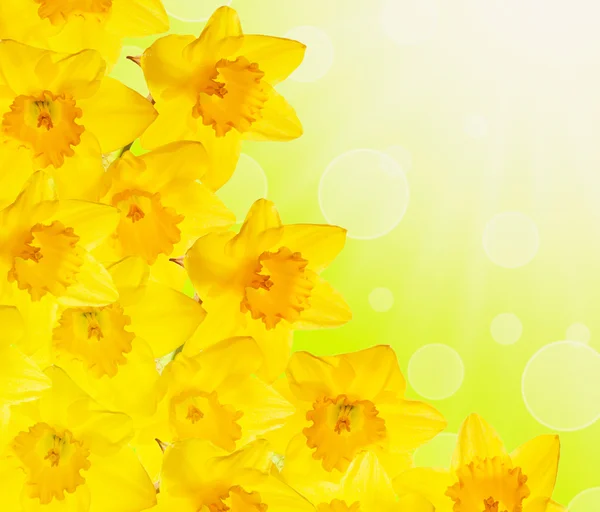 Daffodils on a blurred background with bokeh. Spring card with s — Stock Photo, Image