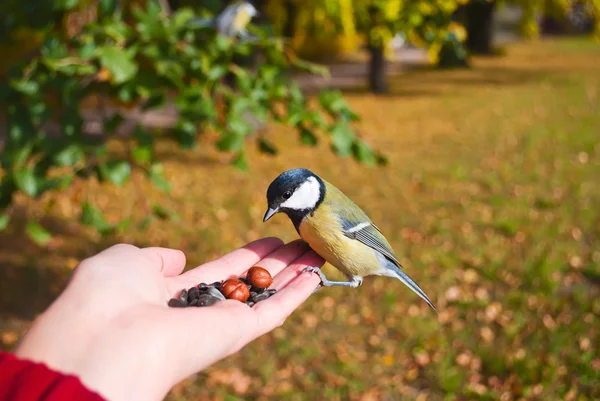 Tit jedí semen s rukama v podzimním parku. — Stock fotografie