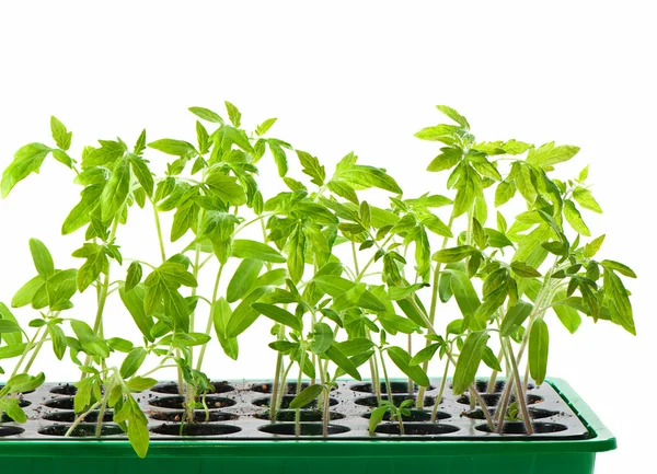 Bio-Tomatensetzlinge in einem Container mit Erde auf weißem Rücken — Stockfoto